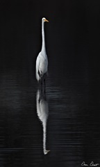 Elegant Egret I