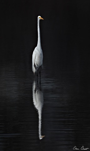 Elegant Egret I
