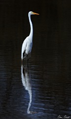 Elegant Egret II