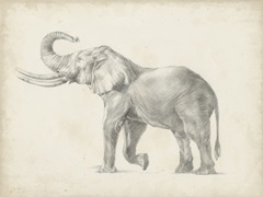 Elephant Sketch I