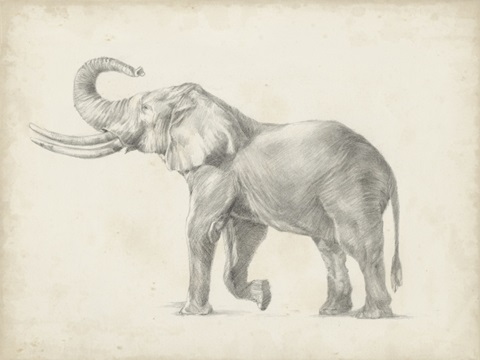 Elephant Sketch I
