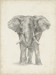 Elephant Sketch II