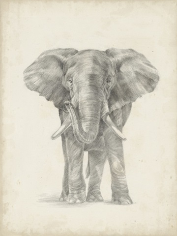 Elephant Sketch II
