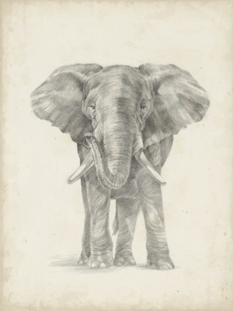 Elephant Sketch II