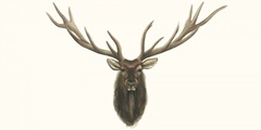 Elk Bust