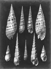 Alabaster Shells II