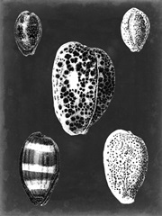 Alabaster Shells VI