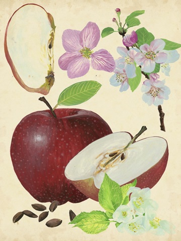 Apple and Blossom Study I