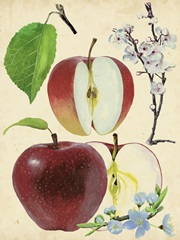 Apple and Blossom Study II