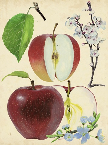 Apple and Blossom Study II