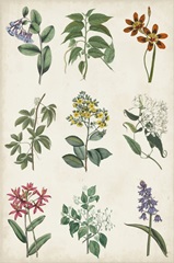 Botanical Chart I