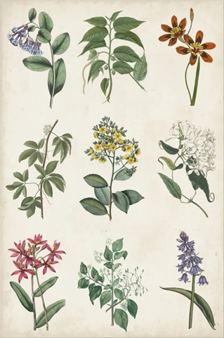 Botanical Chart I