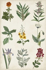 Botanical Chart II