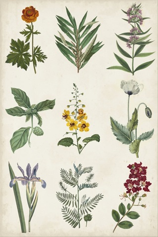 Botanical Chart II