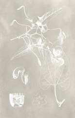 Botanical Schematic I