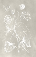 Botanical Schematic II