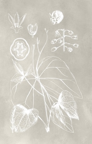 Botanical Schematic II