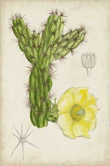 Antique Cactus I
