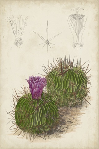 Antique Cactus II