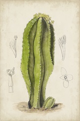 Antique Cactus VI