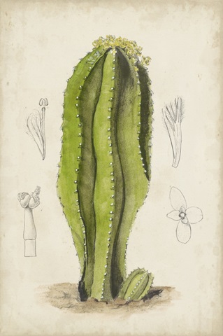 Antique Cactus VI