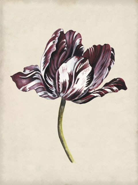 Antique Tulip Study I