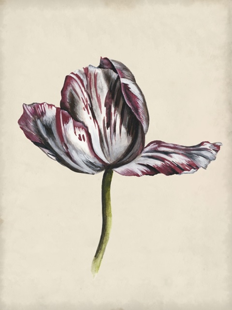 Antique Tulip Study II