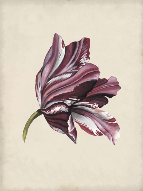 Antique Tulip Study III