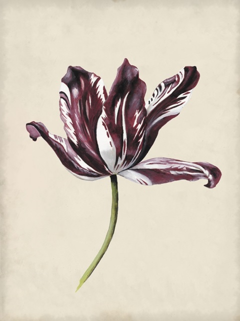 Antique Tulip Study IV