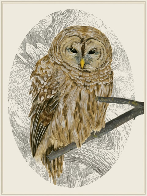 Barred Owl I