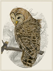 Barred Owl II
