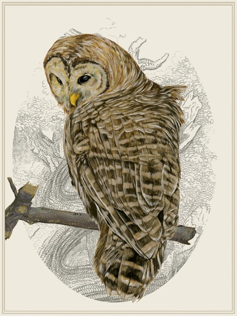 Barred Owl II