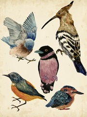 Bird Collection I