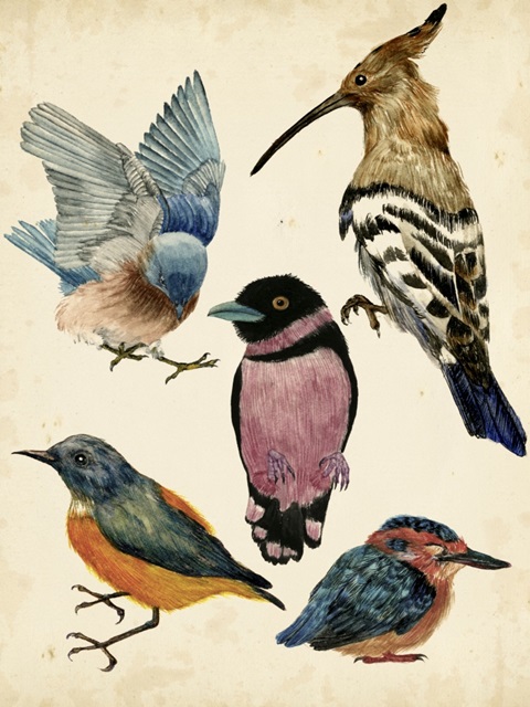 Bird Collection I