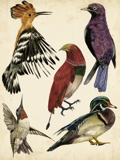 Bird Collection II