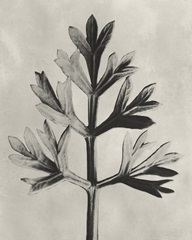 Blossfeldt Botanical I