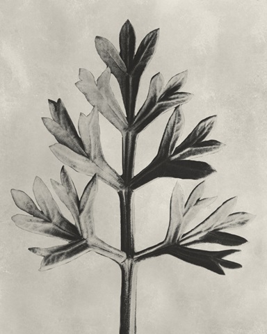 Blossfeldt Botanical I