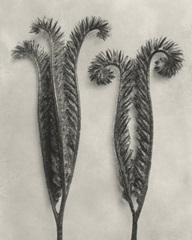 Blossfeldt Botanical II