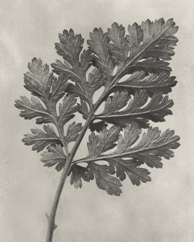 Blossfeldt Botanical III