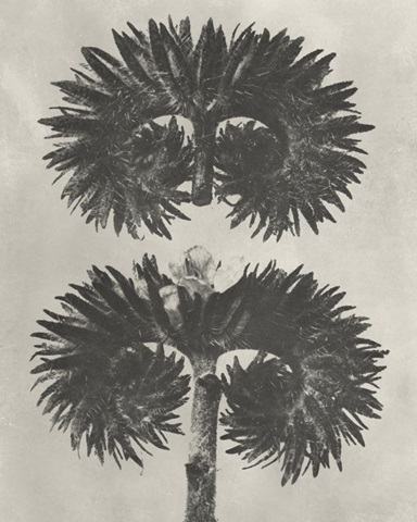 Blossfeldt Botanical V