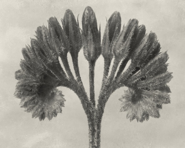 Blossfeldt Botanical VII