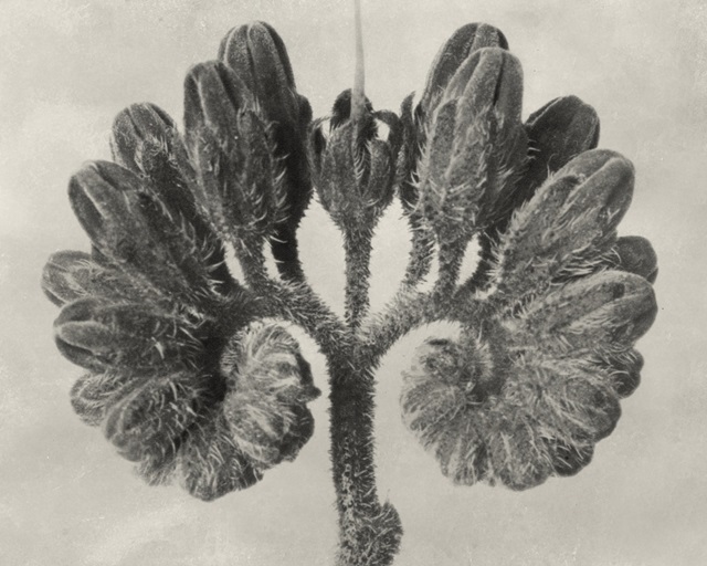 Blossfeldt Botanical VIII