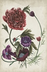 Antique Peony I