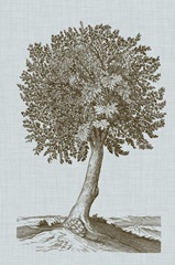 Antique Tree in Sepia I