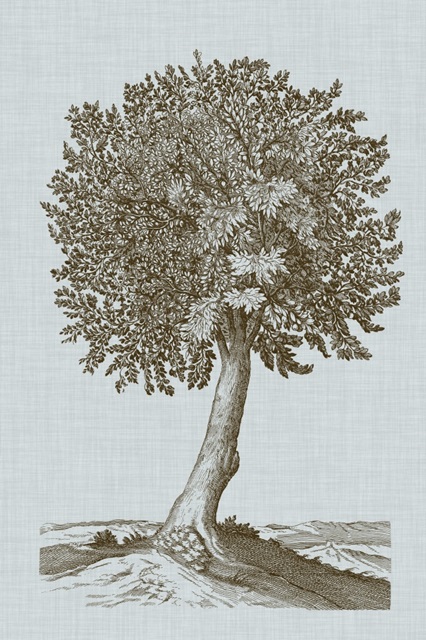 Antique Tree in Sepia I