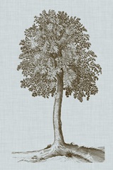 Antique Tree in Sepia II