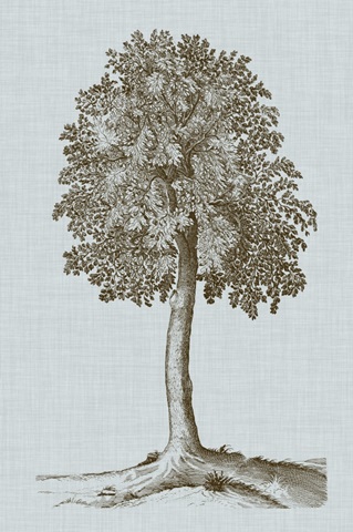 Antique Tree in Sepia II