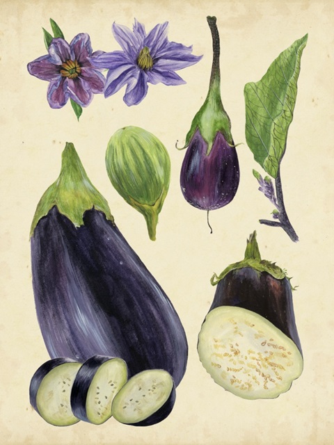 Aubergine Study I