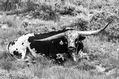 B and W Longhorn I
