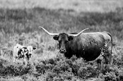 B and W Longhorn II